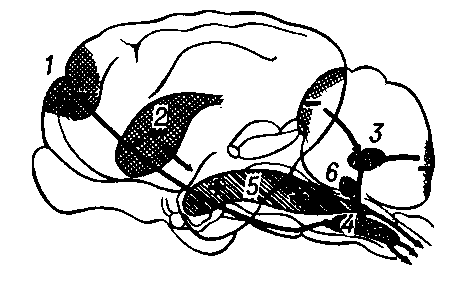 Рис. 1. Схематическое изображение мозга кошки, на котором указаны облегчающие (5) и тормозящие (4) зоны ретикулярной формации ствола мозга, а также связи, идущие к ней от коры мозга (1), переднебазальных ядер подкорки (2), мозжечка (3) и вестибулярных ядер (6).