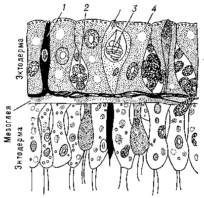 Рис. 2. Стенка тела гидры (продольный разрез): 1 — нервная клетка; 2 — интерстициальная клетка; 3 — стрекательная клетка; 4 — эпителиально-мускульная клетка.