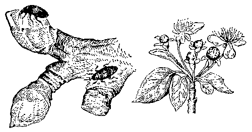 Яблонный цветоед: справа — жуки повреждают набухающие почки; слева — поврежденные бутоны в соцветии.