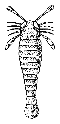 Рис. к ст. Эвриптериды. Pterygotus (из силура Северной Америки).