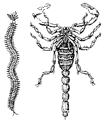 Метамерия: слева — гомономная (у многощетинкового кольчатого червя); справа — гетерономная (у скорпиона).
