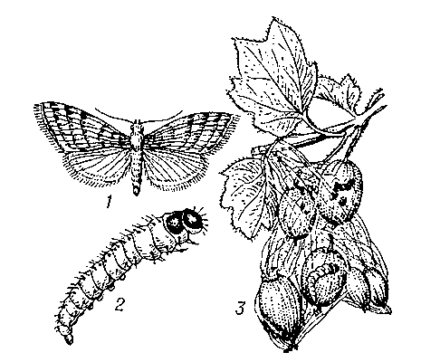 Крыжовниковая огнёвка: 1 — бабочка; 2 — гусеница; 3 — поврежденные плоды крыжовника.