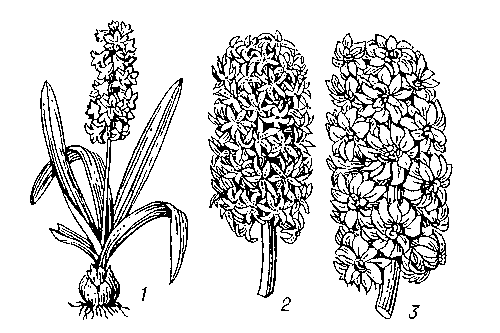 Гиацинт восточный: 1 — цветущее растение; 2 — соцветие немахровой формы; 3 — соцветие махровой формы.