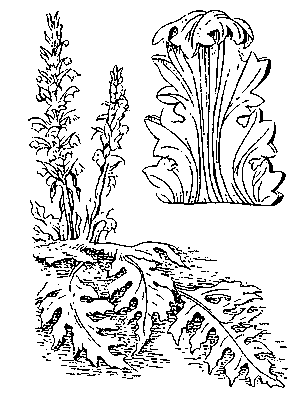 Акант: слева — растение; справа — архитектурный орнамент.