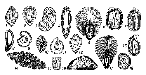 Рис. 2. форма и положение зародыша в семенах: 1 — сосны; 2 — смородины; 3 — фасоли; 4 — льна; 5 — хлопчатника; 6 — молочая; 7 — клещевины; 8 — винограда; 9 — ясколки: 10 — тополя; 11 — свёклы; 12 — камыша; 13 — фиалки; 14 — хинного дерева; 15 — коровяка; 16 — вьюнка; 17 — ивы; 18 — белены.