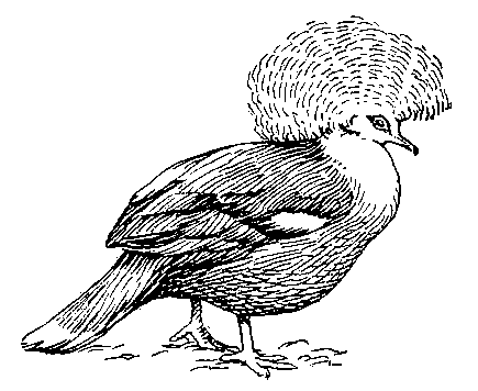 Обыкновенный венценосный голубь.