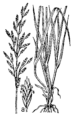 Овсяница луговая: верхняя и нижняя части растения; а — колосок.