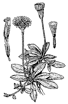 Ястребинка волосистая; а — цветок; б — семянка с хохолком.