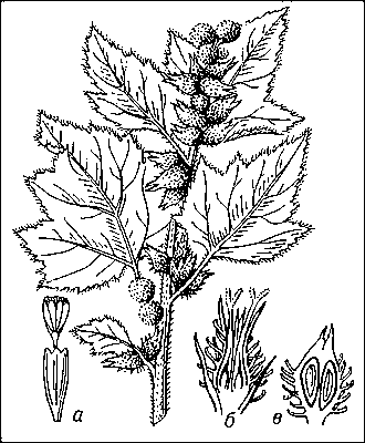 Дурнишник обыкновенный, ветка с соцветиями; а — тычиночный цветок; б — пестичная корзинка (в разрезе); в — корзинка с плодами (в разрезе).