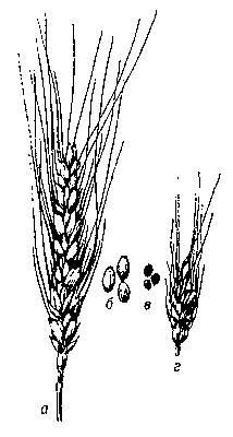 Рис. 2. а — здоровый колос пшеницы; б — зерна пшеницы; в — галлы; г — колос, зараженный пшеничной нематодой.
