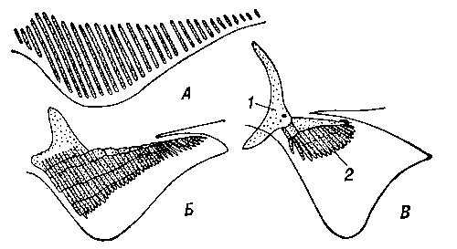 Рис. 1. Три стадии образования скелета парного плавника (схемы). А — гипотетическая исходная форма; Б — примитивный брюшной; В — грудной плавник: 1 — плечевой пояс, 2 — лучи.