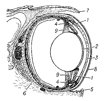 Рис. 3. Глаз пресмыкающегося (продольный разрез глаза змеи): 1 — мышцы радужки; 2 — передняя стенка хрусталика; 3 — роговица; 4 — реснитчатое тело с мышцами; 5 — подглазничная чешуя; 6 — склера; 7 — надглазничная чешуя; 8 — сросшиеся веки; 9 — циннова связка.