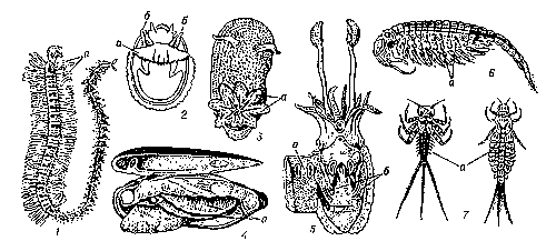 Жабродышащие беспозвоночные животные: 1 — многощетинковый червь Myrianida: а — жабры; 2 — брюхоногий моллюск Emarginula: а — отвёрнутая мантия, б — ктенидии; 3 — голожаберный моллюск Acantodoris: а — адаптивные жабры; 4 — двустворчатый моллюск перловица (Unio) с приоткрытой раковиной и частично удалённой левой складкой мантии: а — жаберные лепестки; 5 — головоногий моллюск сепия: а — вскрытая и отвёрнутая мантия, б — ктенидии; 6 — жаброногий рачок бранхипус (из листоногих): а — жаберные придатки ножек; 7 — личинки подёнок: а — трахейные жабры.
