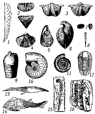 Руководящие ископаемые девонских отложений: 1 — Monograptus uniformis; 2 — Calceola sandalina; 3 — Cyrtospifer disjunctis; 4 — Sieberella sieberi; 5 — Uncites gryphus; 6 — Stringocephalus burtini; 7 — Buchiola retrostriata; 8 — Tentaculites tenuicinctlis; 9 — Pachtoceras sulcatulum; 10 — Manticoceras intumescens; 11 — Oxyclymenia undulata; 12 — Proetus bohemicus; 13 — Pteraspis rostrata; 14 — Pterichtys milleri; 15 — Psilophyton princeps; 16 — Archaeopteris Roemeriana (рис. 1 — увеличен).