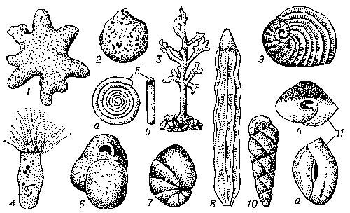 Рис. 1. Фораминиферы: 1 — Astrorhiza arenaria (увеличено в 2,5 раза); 2 — Saccammina sphaerica (в 3,5); 3 — Dendrophrya erecta (в 7,5); 4 — Plagiophrys cylindrica (в 55); 5 — Ammodiscus incertus (в 67,5): а — вид сбоку, б — вид с устья; 6 — Miliammina circularis (в 12,5); 7 — Nonion labradoricum (в 30); 8 — Nodosaria affinis, ископаемое (в 17,5); 9 — Peneroplis planatus (в 17,5); 10 — Turrilina andreaei, ископаемое (в 32,5); 11 — Quenqueloculina seminula (в 40): а — вид сбоку, б — вид с устья.