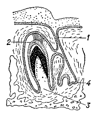 Рис. 1. Схема развития зуба у млекопитающего: 1 — зубная пластинка; 2 — эмалевый орган; 3 — мякоть зуба; 4 — зачаток постоянного зуба.