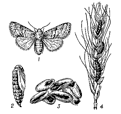 Обыкновенная зерновая совка: 1 — бабочка; 2 — куколка; 3 — зёрна, поврежденные обыкновенной зерновой совкой; 4 — гусеницы на колосе.