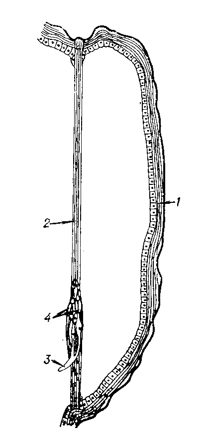 Туловищный хордотональнй орган личинки жука усача (Ergates spiculatus): 1 — кутикула; 2 — связка; 3 — нерв; 4 — хордотональные сенсиллы.