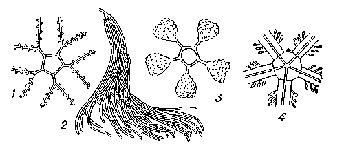 Рис. 5. Половая система иглокожих: 1 — морской лилии; 2 — голотурии; 3 — морского ежа; 4 — офиуры.