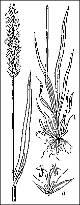 Душистый колосок пахучий: верхняя (слева) и нижняя (справа) части растения; а — колосок.