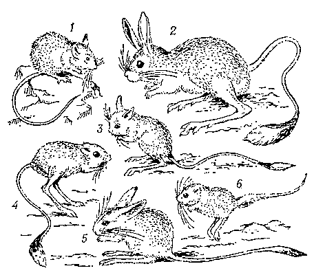 Тушканчики: 1 — лесная мышовка; 2 — большой тушканчик; 3 — земляной зайчик; 4 — мохноногий тушканчик; 5 — гребнепалый тушканчик; 6 — жирнохвостый карликовый тушканчик.