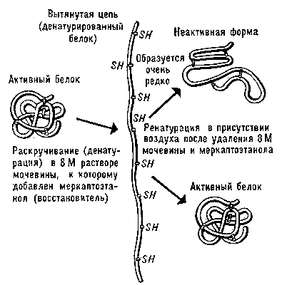 Рис. 2. Схема денатурации и ренатурации глобулярного белка (на примере фермента рибонуклеазы).