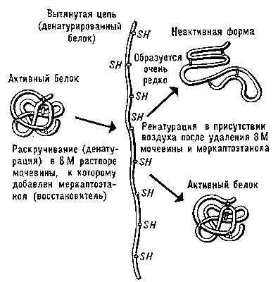 Для чего нужны биополимеры. Смотреть фото Для чего нужны биополимеры. Смотреть картинку Для чего нужны биополимеры. Картинка про Для чего нужны биополимеры. Фото Для чего нужны биополимеры