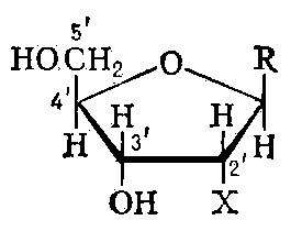 Х = Н — дезоксирибонуклеозиды; Х = ОН — рибонуклеозиды; R - пуриновое или пиримидиновое основание.