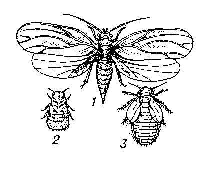 Яблонная медяница: 1 — взрослое насекомое; 2 — личинка; 3 — нимфа.