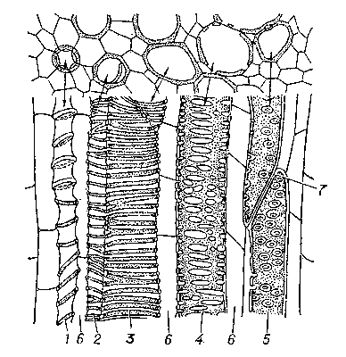 Строение участка ксилемы двудольного растения (вверху — поперечное сечение, внизу — продольное): 1 — кольчатое утолщение стенок сосудов, 2, 3 — спиральное, 4 — лестничное; 5 — пористый сосуд; 1—3 — протоксилема, 4—5 — метаксилема, 6 — паренхима.