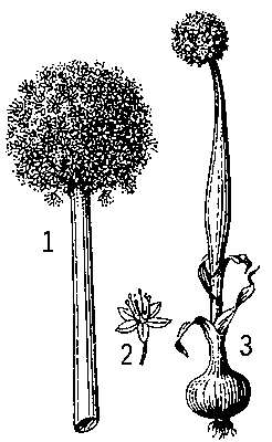 Лук репчатый: 1 — соцветие; 2 — цветок; 3 — цветущее растение.