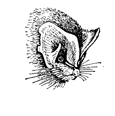 Голова европейской широкоушки (В. barbastellus).