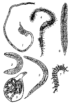 Рис. 2. Нематоды: 1 — Ascolaimas elongatus; 2 — Criconemoides limitaneum; 3 — Meloidogyne spec.; 4 — Draconema cephalatum; 5 — Diploscapter pachys; 6 — Criconema cobbi; 7 — Desmoscolex vanoyci.