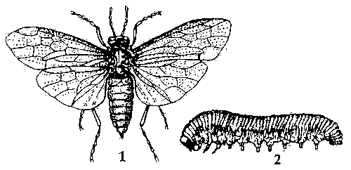 Рапсовый пилильщик: 1 — взрослое насекомое; 2 — личинка.