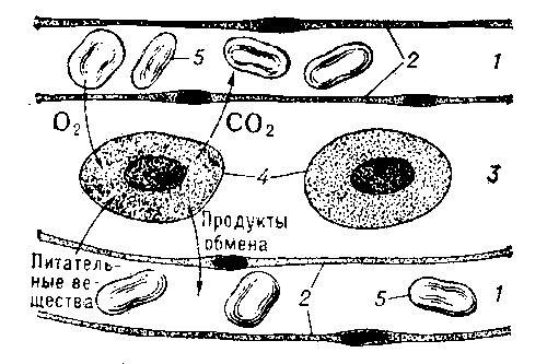 Схема диффузии веществ между капиллярами и клетками тела через тканевую жидкость, омывающую клетки: 1 — капилляр; 2 — эндотелий капилляра; 3 — тканевая жидкость; 4 — тканевые клетки; 5 — эритроциты.