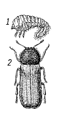 Дубовый лжекороед: 1 — личинка; 2 — жук.