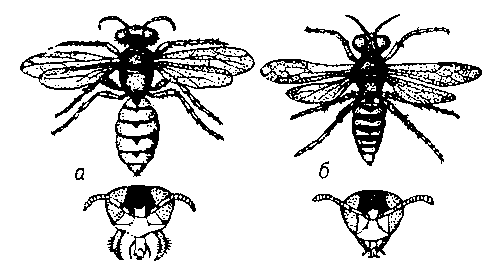 Пчелиный волк: а — самка; б — самец (внизу — их головы в увеличенном виде).