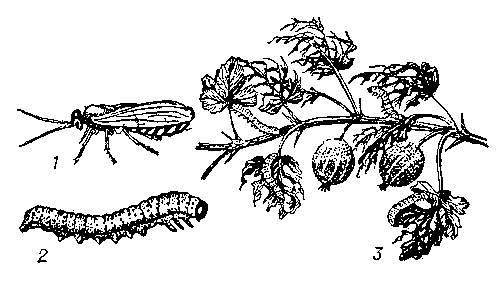 Жёлтый крыжовниковый и смородинный пилильщик: 1 — взрослое насекомое; 2 — личинка; 3 — поврежденные листья крыжовника.