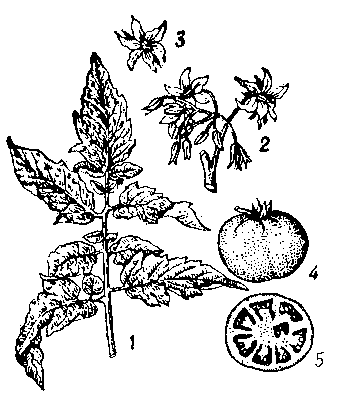 Томат: 1 — лист; 2 — соцветие; 3 — внутренняя сторона цветка; 4 — плод; 5 — плод в разрезе.