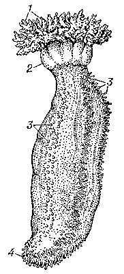 Голотурия Cocumaria frondosa: 1 — щупальца; 2 — ампулы щупалец; 3 — амбулакральные ножки; 4 — анальное отверстие.