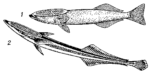 Прилипалы: 1 — акулья ремора; 2 — обыкновенный прилипало.