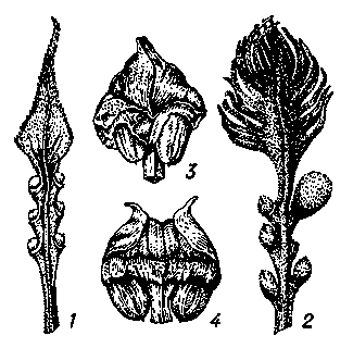 Мегаспорофиллы саговников: 1 — Cycas circinalis; 2 — Cycas revoluta; 3 — Macrozania peroffskyana; 4 — Ceratozanna mexicana.