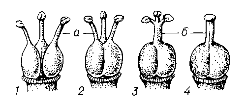 Рис. 2. Гинецей: 1 — апокарпный, 2, 3, 4 — ценокарпный; а — стилодии; б — столбик.