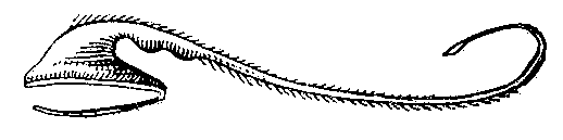 Большерот (Saccopharynx ampullaceus).