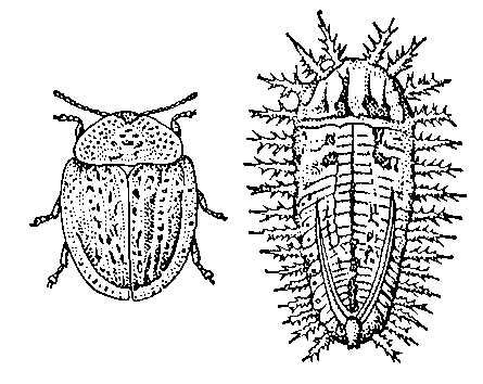 Свекловичная щитоноска и её личинка (справа).