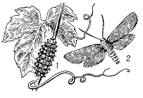 Виноградная пестрянка; 1 — гусеница; 2 — бабочка.