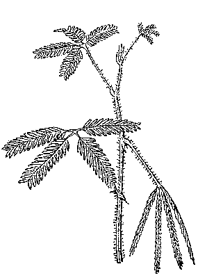 Рис. 5. Сейсмонастическое движение листьев мимозы. Лист справа опустился после лёгкого удара.
