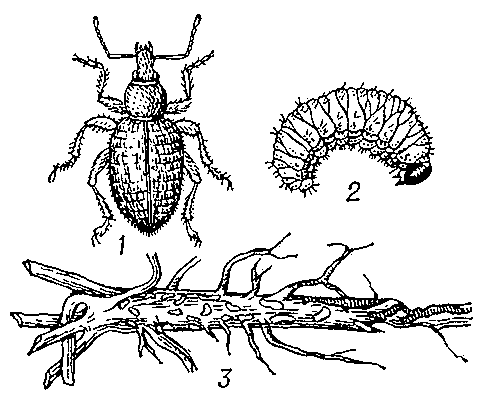 Большой люцерновый долгоносик: 1 — жук; 2 — личинка; 3 — корень люцерны, поврежденный большим люцерновым долгоносиком.