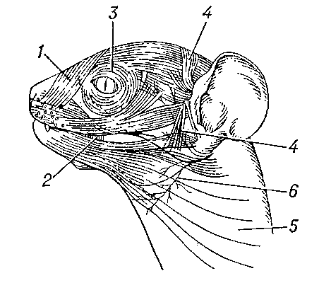 Рис. 2. Лицевая мускулатура обезьяны: 1 — мышца, поднимающая верхнюю губу; 2 — круговая мышца рта; 3 — круговая мышца глаза; 4 — мышцы ушной раковины; 5 — подкожная мышца шеи (платизма); 6 — лицевой нерв.