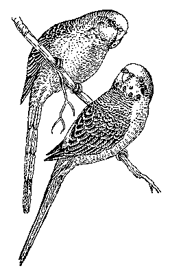 Рисунок к ст. Волнистый попугай.